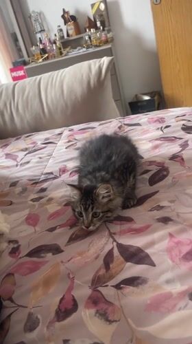 Cats play and rest on bed in Marrakesh bedroom