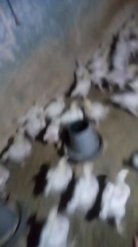 The video shows a large group of baby chickens in an indoor setting. The chickens are mostly white and are clustered together on what appears to be a dirt floor. There are a couple of feeders visible. The camera is shaky and the focus is not sharp, resulting in a blurry image. The lighting is dim.