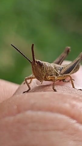 A close-up video shows a grasshopper resting on a person's hand. The grasshopper is facing the camera with its antennae extended. Its body is a mix of brown and green colors, and its legs are visible. The background is a blur of green, suggesting an outdoor environment with foliage. The hand appears to be part of an adult, with visible skin texture and creases. The grasshopper remains still throughout the short clip.