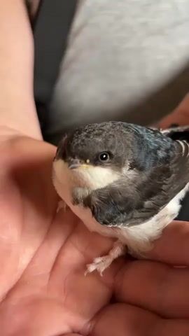 The video shows a close-up of a small bird being held in a person's cupped hands. The bird has dark gray and blue feathers on its back and head, with a white chest and belly. It has a small yellow beak and dark eyes. The hands holding the bird are light-skinned, and the person's arms and a grey shirt are visible in the background. The bird appears to be looking directly at the camera.