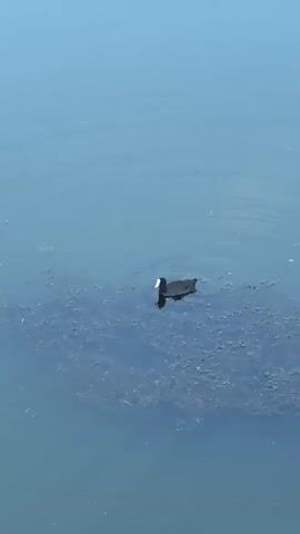 A black duck with a white beak swims in a body of calm water. It is surrounded by a cluster of dark green aquatic plants. The duck dips its head into the water, creating ripples that spread outwards. The water is a muted blue, and the lighting is overcast.