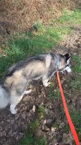 The video shows a gray and white husky dog walking on a leash on a muddy trail through the woods. The dog is wearing a blue collar and is being led by a bright orange leash. The trail is narrow and flanked by trees and bushes. The ground is a mix of mud, grass, and fallen leaves. The trees are bare, indicating it is likely autumn or winter. The sky is visible through the branches. The camera follows behind the dog, capturing its movement along the path. A voice can be heard.