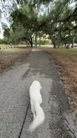 A first-person perspective video shows a person walking a white dog on a leash down a paved park path. The dog is walking ahead of the person. The path is lined with trees and dry grass. The sky appears overcast. There are some scattered yellow poles visible in the distance to the left of the path.