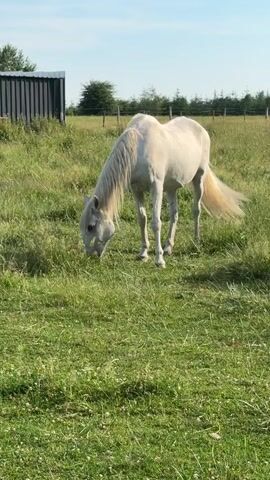 A white horse is grazing in a grassy field on a sunny day. The horse is in the center of the frame, with its head down, eating grass. The field is green and lush, with some patches of clover. In the background, there is a dark gray building on the left, and a fence with trees behind it on the right. The sky is blue and clear.