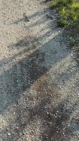 The video begins with a close-up of a gravel path with shadows cast by unseen foliage. A small snake is visible on the path, moving slowly. The camera then pans to the right, showing more of the path and lush green grass bordering it. As the video progresses, the camera moves further to reveal a serene body of water, likely a lake or river, reflecting the sky and surrounded by trees and vegetation. The sun is setting, casting a warm glow on the scene. The overall impression is one of a peaceful natural setting.