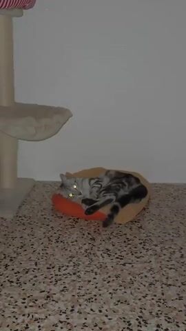 A cat is resting on a pet bed. The cat is lying on its side, with its eyes open and looking at the camera. The cat is a tabby cat with gray and black stripes. The pet bed is orange and brown. The cat is in a room with a white wall and a speckled floor. There is also a cat tree in the background.
