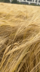 Ripe barley field near harvest in rural Poland