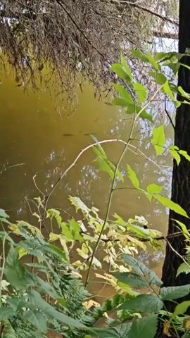 The video shows a murky body of water, likely a pond or slow-moving stream, with several small fish swimming near the surface. Green foliage and tree branches are visible in the foreground and background, indicating an outdoor, natural setting. The lighting suggests it is daytime. There are no people visible in the video.