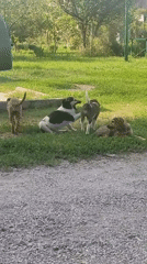 Puppies and local architecture in Radisne, Ukraine