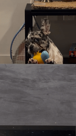 French Bulldog plays with toy in Austin home