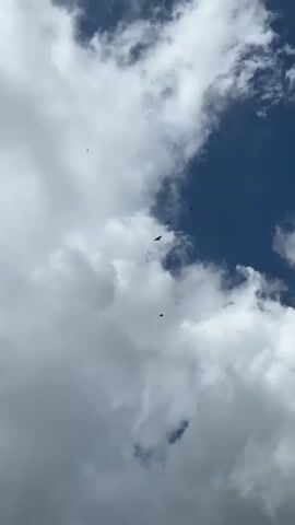 A video shows a blue sky with clouds. Several dark birds are flying in the sky. One bird is in the center of the frame, appearing to be a raptor.