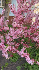 Spring blooms documented in Biysk residential garden area