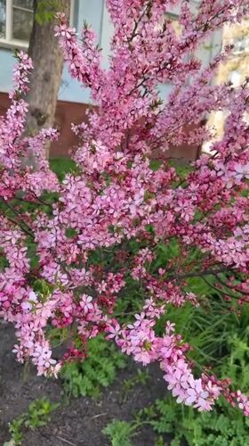 Spring blooms documented in Biysk residential garden area