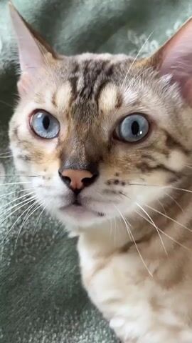 A close-up shot shows a Bengal cat with blue eyes lying on a green patterned blanket. The cat looks directly at the camera, its head turns to the side and then back, as if it is looking at something. Its eyes are wide and alert. The cat then begins to lick its paw. The video is shot from a static, eye-level perspective.