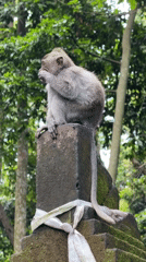 Monkey feeds atop stone shrine in Indonesian forest