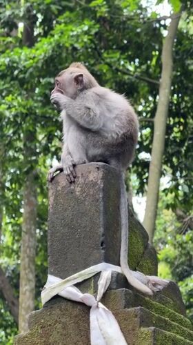 Monkey feeds atop stone shrine in Indonesian forest