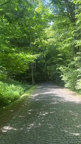 The video shows a paved road leading into a forest. The road is made of gray paving stones. Sunlight filters through the trees, creating dappled shadows on the road. The trees are lush and green. There is greenery on the sides of the road. The camera is stationary.