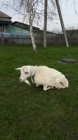 The video shows a white goat in a grassy yard in what appears to be a rural setting. The goat, which is wearing a chain around its neck, is initially lying down.  It then stands up and walks toward the camera. The background includes a wooden fence, utility poles, a small building, and a birch tree. The sky is overcast.