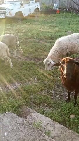 A group of sheep are grazing in a grassy area. In the foreground, a light-colored sheep is facing the camera, while a dark-colored sheep is to its right. Behind them, two other light-colored sheep are visible, one facing away from the camera and the other partially obscured. In the background, a white vehicle is parked. The scene appears to be outdoors in daylight, with sunlight casting a glare.