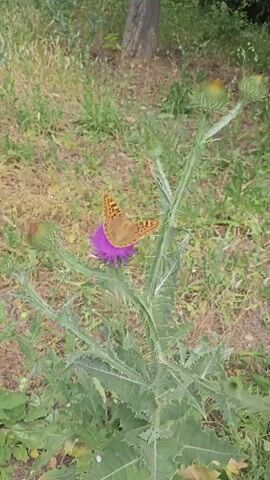 The video shows a close-up of a brown butterfly with black markings resting on a purple thistle flower. The butterfly's wings are spread open, and its antennae are visible. The thistle plant has spiky green leaves and stems. The background is blurred, showing a grassy area with some dry leaves and a tree trunk. The lighting is natural, suggesting it was filmed outdoors during the day.