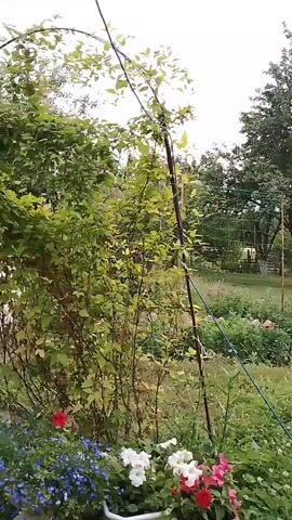 This is a video capturing a garden scene in Hamarnia, Ukraine. The camera pans slowly from left to right, showcasing a lush, overgrown garden with a variety of plants and flowers.

In the foreground, a cluster of potted flowers adds a splash of color. There are blue flowers in a white planter to the left, and a mix of white, red, and pink petunias in a brown planter to the right. Behind the planters, a large, leafy green bush dominates the left side of the frame, with a thin metal pole supporting a climbing vine extending upwards.

The middle ground reveals a vegetable garden with rows of plants, some bearing small red and orange flowers, possibly tomatoes or peppers. A tall, mature tree with full foliage stands prominently in the background, casting dappled shadows. A wire fence runs across the middle of the scene, with a small, red-roofed structure visible beyond it.

Towards the right side of the frame, a water pump with pipes is situated on a concrete surface. The ground is covered in green grass and various weeds, indicating a natural, perhaps slightly unkempt, garden environment. The overall impression is one of a rural, established garden on a cloudy day, suggested by the diffused light. No people are visible, and no text is present in the video. The atmosphere is serene and natural.