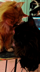 Home pet moments with Maine Coon cats in Abakan