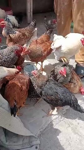A man in beige pants and gray sandals is standing among a flock of chickens. The chickens are pecking at something on the ground, possibly food. They are a mix of colors, including brown, black, white, and speckled. A red bucket sits in the background. The chickens are on a white surface, possibly a sheet or tarp, on what appears to be a concrete floor. A section of a gray jacket is visible in the lower left corner.