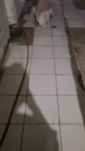 A white cat walks across a tiled floor. The cat turns its head to look at the camera. The cat walks away from the camera. The cat walks towards the camera. The cat walks away from the camera again. The cat is near a wall and a hose. There is a sign in the background that says "Royal Cell simPATI Hemat".