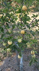 Late summer orchard and garden bursting with ripe fruit