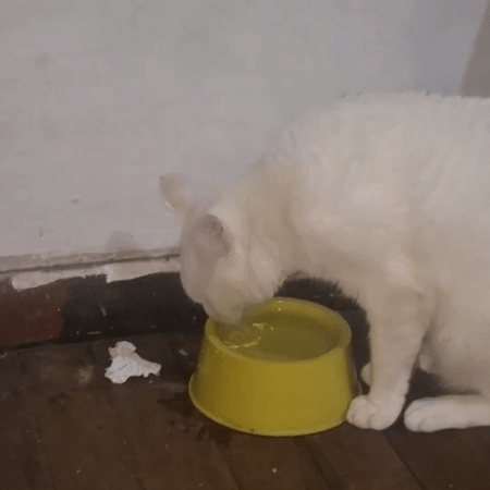 Pets and people at home in Wilde, Argentina