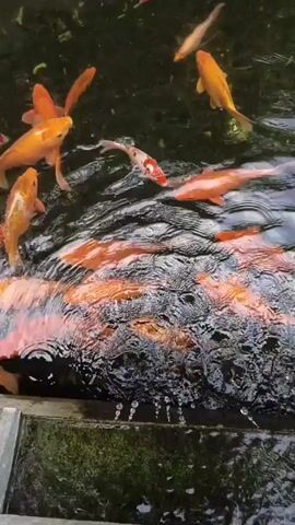 A school of orange and white koi fish swim in a dark, murky pond. Some of the fish are large, while others are smaller. The water is rippling, suggesting movement or perhaps a gentle current. The lighting is dim, with some sunlight filtering through to illuminate the fish and create reflections on the water's surface. Part of a gray concrete structure, possibly the edge of the pond, is visible at the bottom of the frame. The overall impression is of a serene, natural setting.