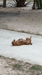 Brown dog plays and rests on pavement in Thailand