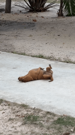 Brown dog plays and rests on pavement in Thailand
