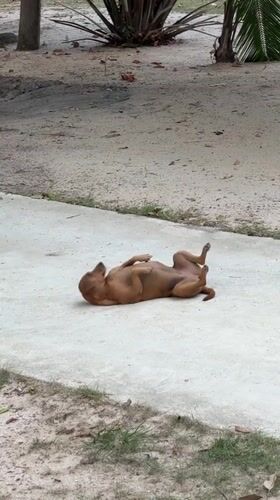 Brown dog plays and rests on pavement in Thailand