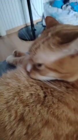 A close-up shot shows an orange tabby cat licking its paw which is resting on its chest. The cat's face is partially obscured by its paw as it grooms itself. The background is out of focus but appears to be an indoor setting with a floor fan and what looks like bedding on a surface.