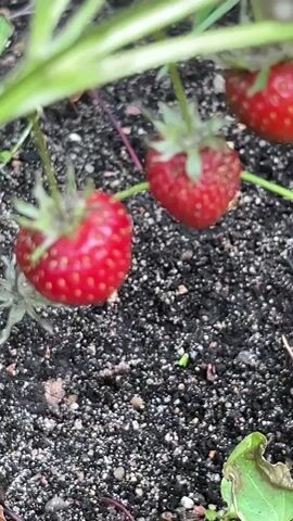 The video shows a close-up of several ripe strawberries growing on a plant. The strawberries are red and have visible seeds on their surface. They are attached to green stems and surrounded by green leaves. The ground beneath the plant appears to be dark soil with some fallen leaves and small stones. The camera pans slightly, revealing more of the strawberry plant and its surroundings, including other leaves and the general garden environment.