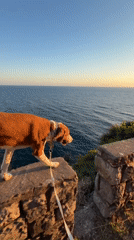 Dog walks along stone wall in Montenegro town center