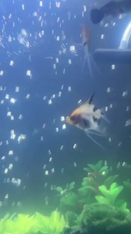 A vertical video shows an aquarium with fish and plants. The water is blue and filled with small bubbles. Two angelfish are swimming in the tank. The fish in the foreground is black and white with orange accents. The second fish, in the background, is mostly white with some orange and black markings. Green aquatic plants are visible at the bottom of the tank.