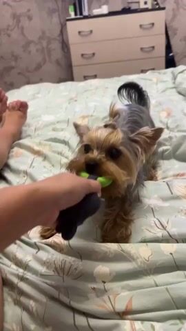 A person's arm is visible in the foreground of the frame, holding a dark purple toy with green accents. A small Yorkshire Terrier dog is in the middle ground, standing on a bed covered with a light green and white floral-patterned comforter. The dog's body is partially obscured by the toy, and its tail is raised and curved. The dog appears to be actively playing with the toy, its head is turned towards the viewer and its mouth is open. The background shows a dresser with drawers and a patterned wallpaper. The lighting is dim.