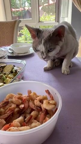 A grey and white cat with blue eyes sits on a table covered with a purple tablecloth. In front of the cat is a large white bowl filled with cooked shrimp. To the left of the shrimp is a glass dish containing cooked vegetables, including zucchini. In the background, a window overlooks a green, leafy outdoor area. The cat appears to be interested in the food, sniffing and licking its lips.