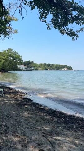 The video shows a tranquil beach scene under a clear blue sky. The foreground is a sandy shore littered with dark seaweed and debris. Gentle waves lap at the edge of the beach, creating a shimmering effect on the water. In the mid-ground, the clear blue water extends to a distant, tree-lined coast. Several white buildings are visible among the trees. A few people can be seen swimming or wading in the water in the distance. The upper portion of the video is framed by the dark green leaves and branches of a tree, suggesting it is casting a shadow over the beach. The overall impression is one of a peaceful, sunny day at the seaside.