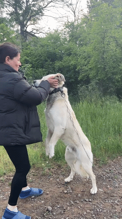 Woman visits Bulgarian wildlife park with dog, observes deer