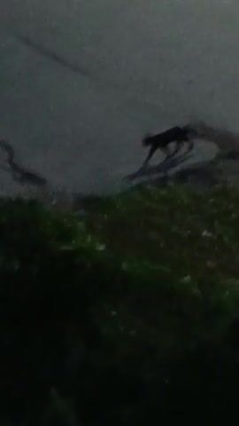 The video shows a black cat walking on a paved surface, likely a road or sidewalk, in an outdoor setting at night. The cat is silhouetted against the dimly lit background, making it difficult to discern fine details of its fur or markings. The ground appears to be asphalt with some faint cracks or lines visible. In the foreground, there is dark foliage, possibly bushes or grass, which is also largely obscured by the darkness. The overall impression is a quiet, nocturnal scene. The lighting suggests it is nighttime, and the lack of visible sky or other environmental cues makes it hard to determine the specific weather conditions. The location is identified as Miasskoye, Russia, but there are no specific landmarks or visual cues in the video to confirm this. The cat appears to be moving with a steady gait, and no particular emotion can be inferred from its silhouette. There is no visible text in the video.