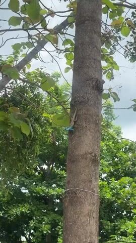 The video shows a tree trunk with a light brown bark surrounded by green trees. The sky is a pale blue color and some leafy branches are visible at the top of the tree. A lizard that is partially blue colored is seen moving on the trunk before disappearing.  A white wire encircles the tree.