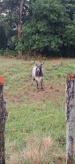 Rural life documented in Vallecito, Venezuela countryside scenes