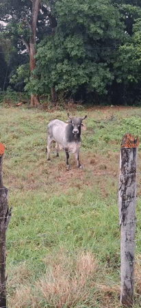 Rural life documented in Vallecito, Venezuela countryside scenes