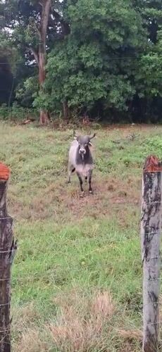 Rural life documented in Vallecito, Venezuela countryside scenes