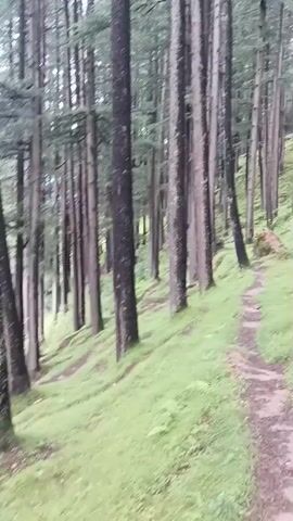 A forest path winds through a dense pine forest. The trees are tall and slender, with dark bark. The ground is covered in lush green grass and ferns. The path is narrow and appears to be well-trodden. The lighting suggests it is daytime, possibly overcast or early morning.