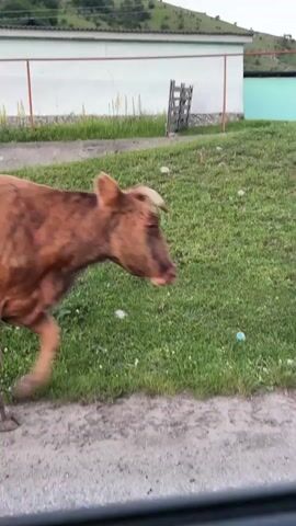 The video shows a brown and white cow walking along a dirt road. The cow is in focus and takes up most of the frame. It is a sunny day and the cow is walking towards the right side of the screen. In the background, there are some buildings and trees. There is no visible text in the video. The cow appears to be healthy and well-fed. The scene is calm and peaceful. The video is filmed from a low angle, which makes the cow appear larger and more imposing. The lighting is natural and the colors are rich and vibrant. The cow is walking at a moderate pace, and its tail is swishing back and forth. The cow's udder is visible, suggesting it may be a dairy cow. The overall impression is one of rural tranquility.