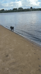 Dog wading at the edge of a calm Belarusian shoreline